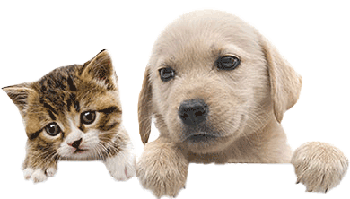 Bow Wow Pet Names Perfect Dog Name Or Cat Name For Your New Pet