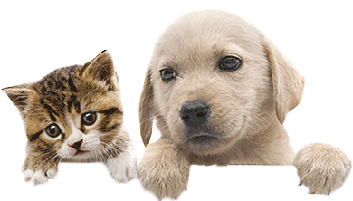 Bow Wow Pet Names: Perfect Dog Name or Cat Name for your new Pet